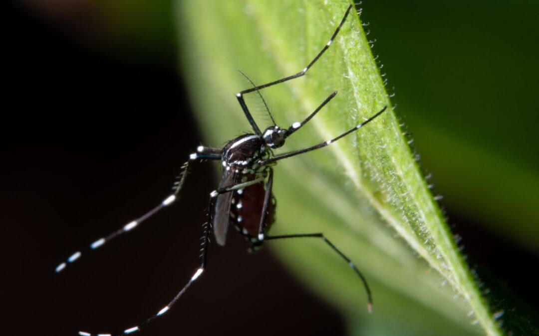West Nile contagi in Italia