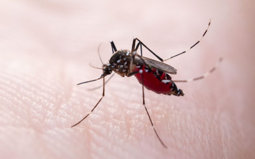 West Nile ma non solo: quali sono le  arbovirosi endemiche in Italia, cosa sapere e come proteggersi