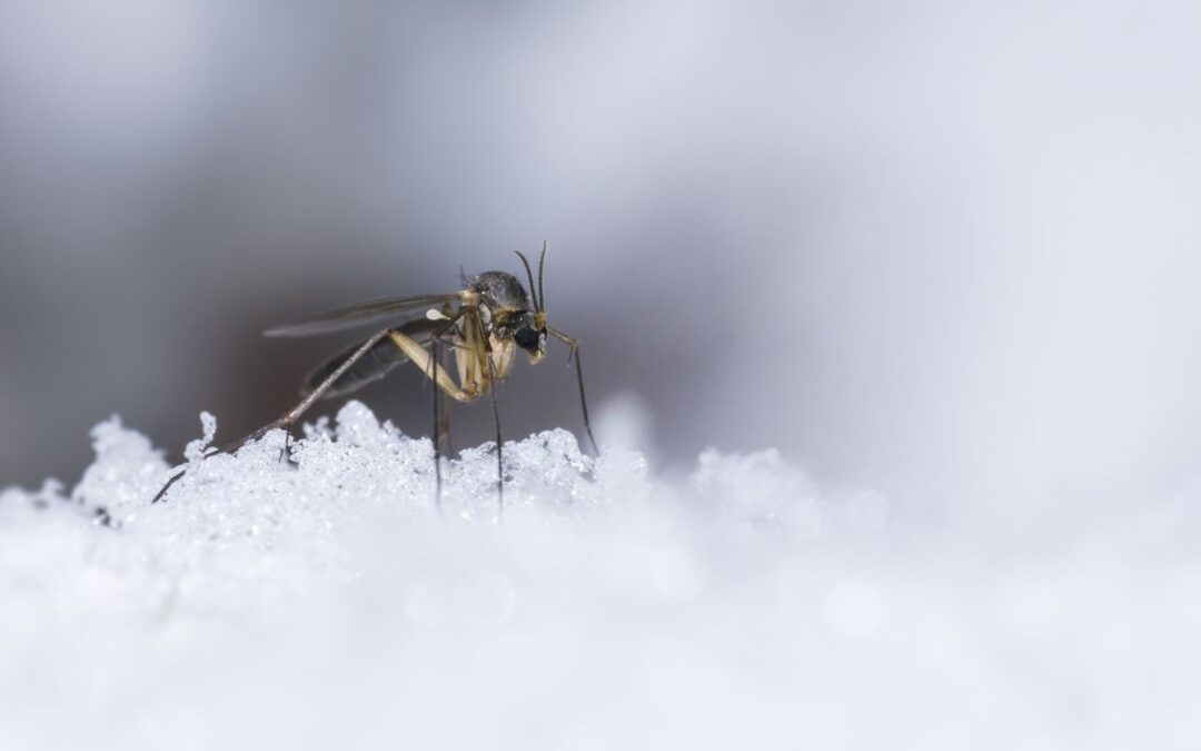 A quale temperatura spariscono le zanzare? Tutta la verità sul freddo e su come eliminarle davvero
